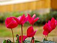 Punica Landscape - Gardening Design