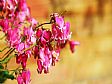 Punica Landscape - Gardening Design