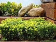 Punica Landscape - Gardening Design
